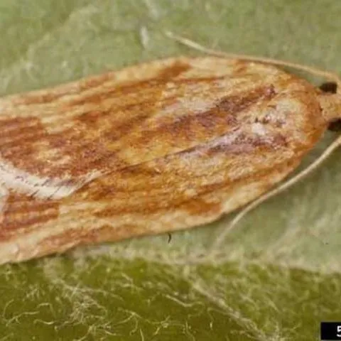 thumbnail for publication: Light Brown Apple Moth, Epiphyas postvittana (Walker) (Insecta: Lepidoptera: Tortricidae)